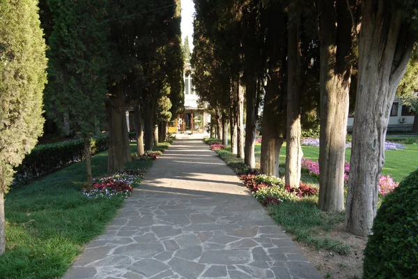 A lined avenue with huge cypresses on the sides, leading to the entrance to the hotel complex — Stock Photo, Image