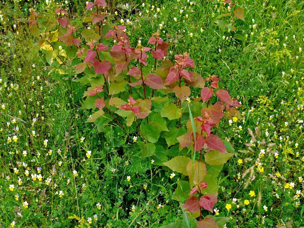 A row of seedlings of young birch trees with reddish leaves between field brothers — Stock Photo, Image