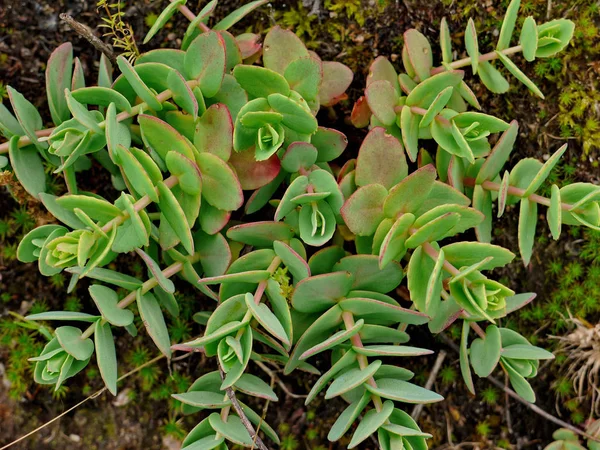 Sappige groene bladeren van bloemen kiemen in verschillende richtingen — Stockfoto