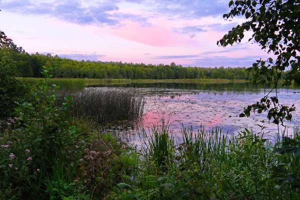 Odraz slunce růžové nebe na povrchu jezera nebo řeky, zelená tráva, okřehek, stromy a keře. klidové místo, rybaření a piknik — Stock fotografie