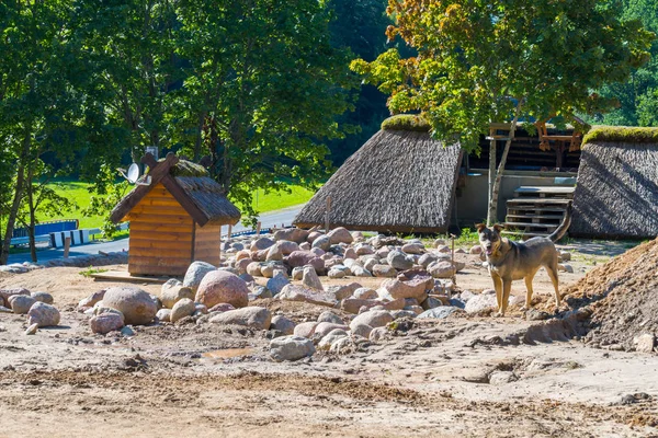 En hund står i sanden med spridda stenar runt bakgrund av ett litet dekorativa hus — Stockfoto