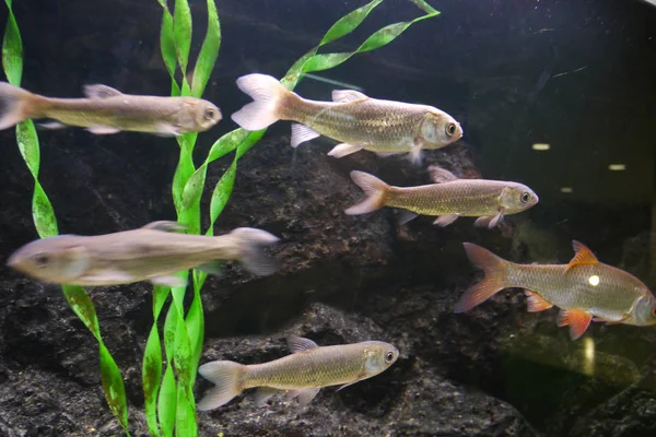 Peixes no aquário de diferentes tamanhos e forma oblonga flutuando em diferentes direções no fundo de pedras e algas . — Fotografia de Stock