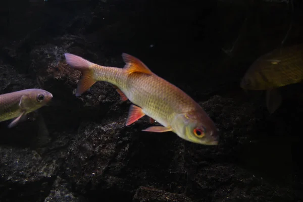 Two fish with shiny scales, red fins and large, golden eyes