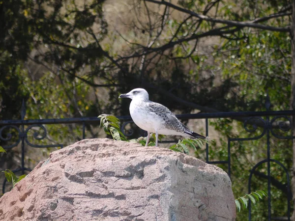 Auf einem großen Stein sitzt ein weißer Möwenvogel auf dem Hintergrund eines schmiedeeisernen Zauns und grüner Nadel- und Laubbäume. Ort der Ruhe und des Tourismus — Stockfoto