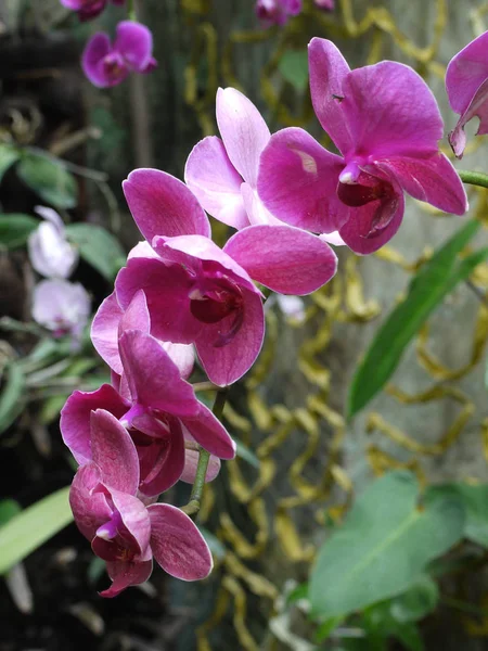 V botanické zahradě je krásná květina s růžové květy na pozadí zelených listů. — Stock fotografie