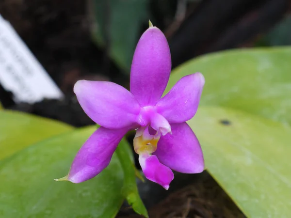 V trik je exotické orchideje s jemné purpurové květy a žluté ústa v centru — Stock fotografie