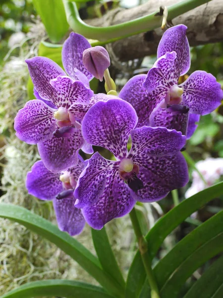 Krásné rozkvetlé pupeny fialové orchideje — Stock fotografie