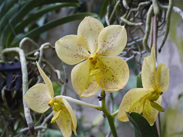 Três flores de uma orquídea amarela com framboesa e fecundação marrom em pétalas — Fotografia de Stock
