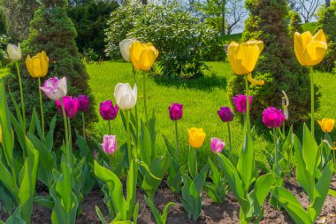 Genç piramidal tuja, yeşil çalılar ve ağaçlar bir arka plan parlak ve sulu çim çimen arasında bir çiçek yatağı üzerinde çeşitli renklerde laleler