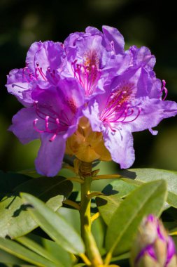 Çok güzel ve renkli mükemmel bir çiçek çiçek birçok renklerde