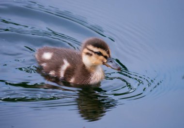 Ersines bir iz bırakarak bir yaban ördeği yüzen göl boyunca küçük bir ördek