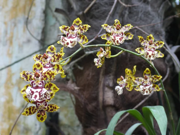 Pobočka kvetoucí orchidej tygr na rozostřeného pozadí — Stock fotografie