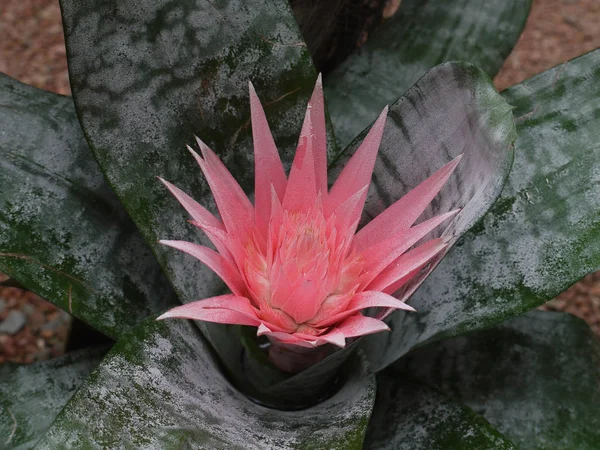 Exótico emmae rosa abriu sua flor no fundo de folhas coloridas — Fotografia de Stock