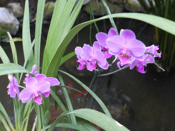 Tmavě růžová orchidej roste na břehu rybníka — Stock fotografie