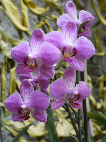 Fialové květy orchidejí na větvi na pozadí listí a kamenná zeď — Stock fotografie