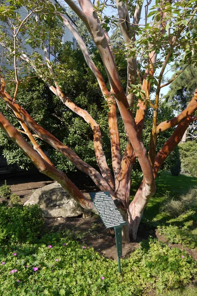 Egy csodálatos fa, hasonlít egy hatalmas polip, felhúzta a csápok parkban — Stock Fotó