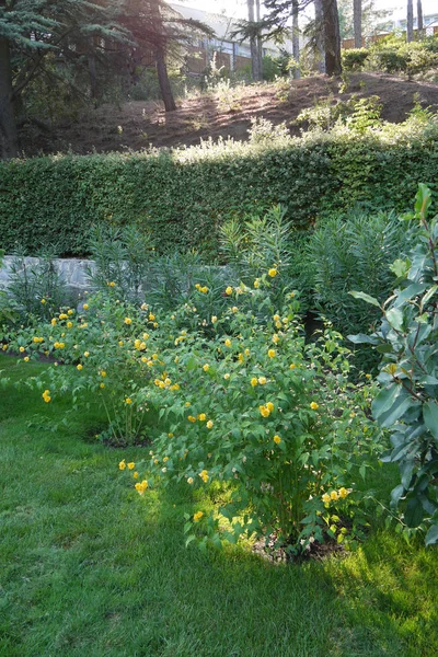 Vackra gula blommor med höga tunna stjälkar växer på grönt gräs i en park i skuggan av träden. — Stockfoto