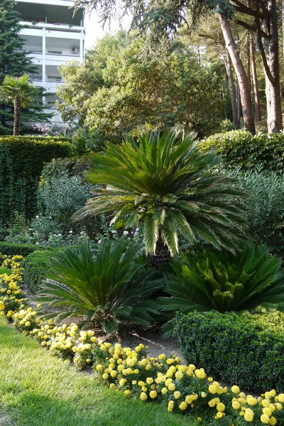 Composición de palmeras, arbustos ornamentales y flores amarillas — Foto de Stock