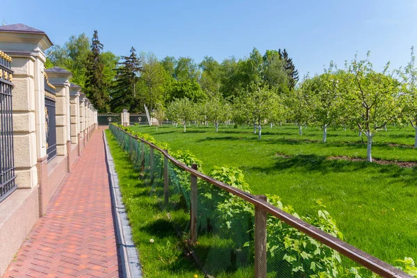 Um caminho de azulejos sob uma bela cerca ao redor do jardim com macieiras jovens — Fotografia de Stock