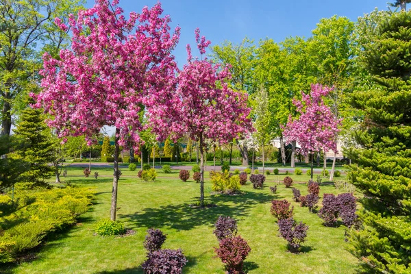 Beautiful flowering trees with pink flowers on a background of a green park zone — Stock Photo, Image