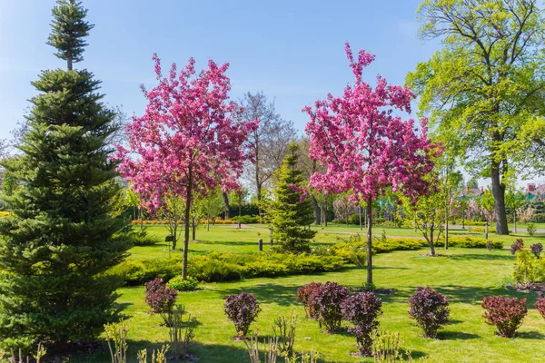 그린 컷 잔디의 카펫에 공원에서 꽃 sakur 서의 아름다움 — 스톡 사진