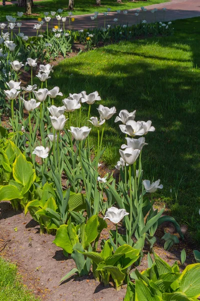 Tulipes blanches élégantes avec des feuilles vertes sur la tige sera un ornement de toute composition florale — Photo