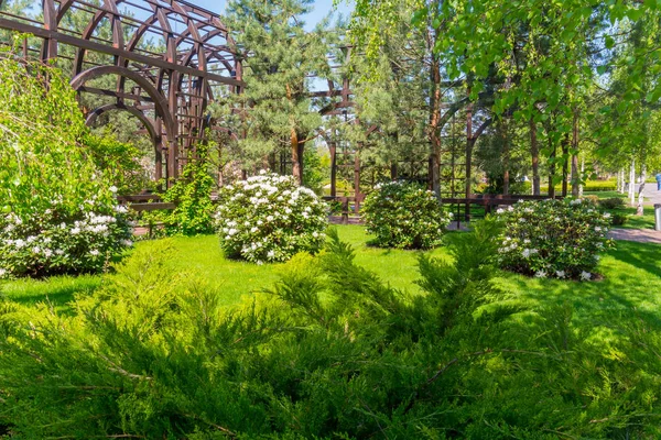 绿色草坪上白色花朵的观赏灌木, 金属结构背景 — 图库照片