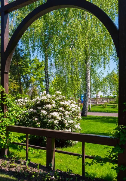 Fence with a small arch leading to a green garden with flowering bushes with white flowers — Stock Photo, Image