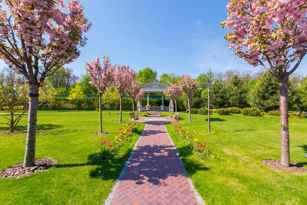 Um grande relvado verde. Através dele há um caminho com tulipas de cor amarela e vermelha nas laterais e belas árvores floridas sakura — Fotografia de Stock