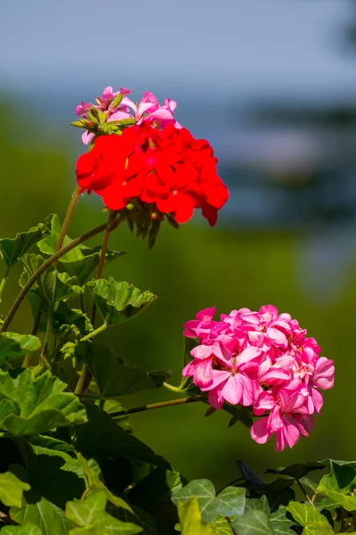 Small red and pink inflorescences of beautiful flowers with green leaves