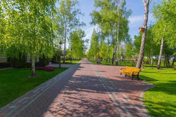 A long alley retreating into the distance in a park with a birch grove a bench with a resting man and a birds eye for birds on a tree.