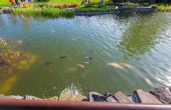 Los peces anaranjados, negros y rosados nadan en el estanque en la parte superior, brillando al sol. Pueden ser alimentados —  Fotos de Stock