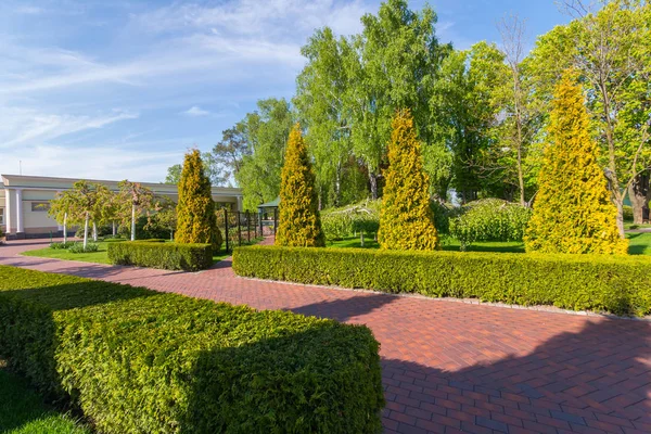 Park with smooth, sheared bushes and tall slender over them — Stock Photo, Image