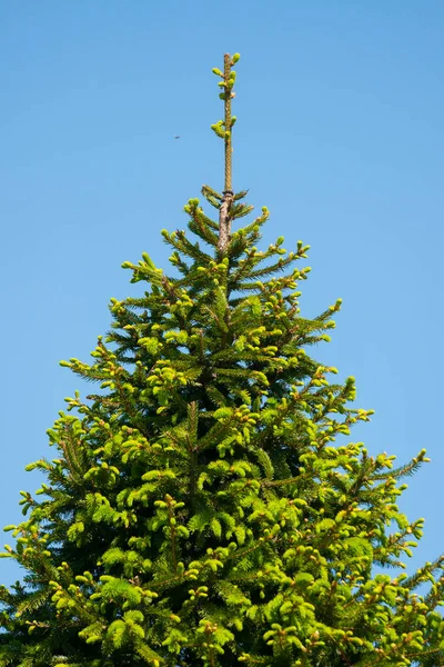 High lush spruce in the background of a beautiful clear sky — Stock Photo, Image