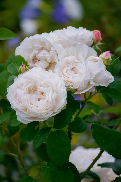 Blanco con un matiz rosado de rosas abrió sus exuberantes flores en un arbusto verde —  Fotos de Stock