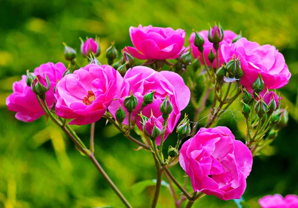 Lindas flores rosa exuberantes com um coração laranja em um fundo de vegetação verde — Fotografia de Stock