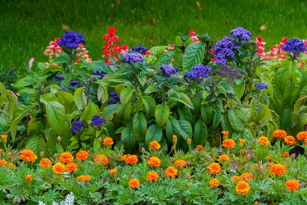 Beautiful flowers of various coloring on the green flower-pleasing flower bed — Stock Photo, Image