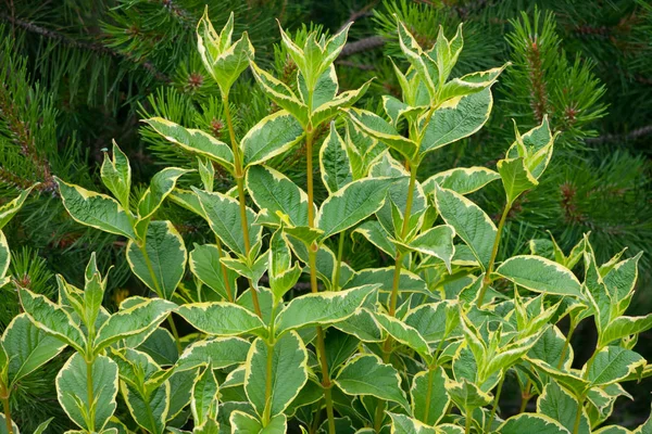 An unusual decorative shrub with green leaves against the background of coniferous branches with needles