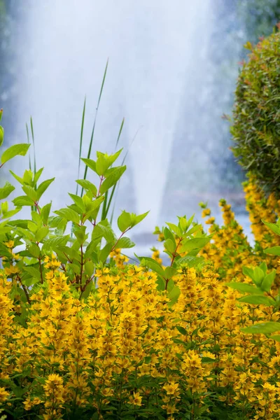 美丽的装饰黄色的花朵与绿叶的背景下跳动的喷泉 — 图库照片