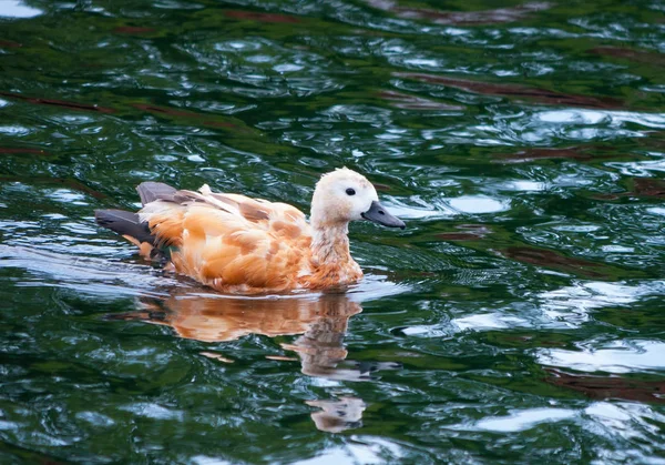 Красивая, дикая белая утка в красных пятнах плавает по воде, как парусник в поисках чего-то, чтобы получить прибыль — стоковое фото