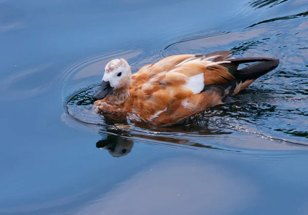 A beautiful duck with a smart look floating in the waters of the pond. With feathers of white beige color and own reflection on the water surface. — Stock Photo, Image