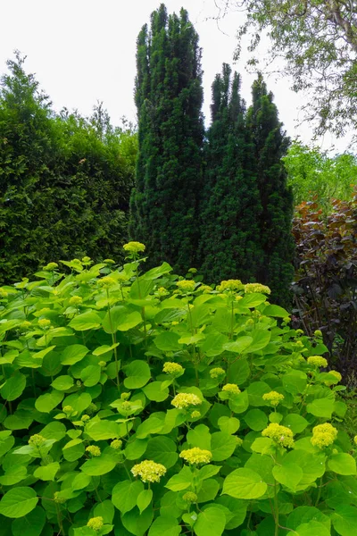 Bir çalı Tuja ve selvi arka planı parlak yeşil yaprakları — Stok fotoğraf