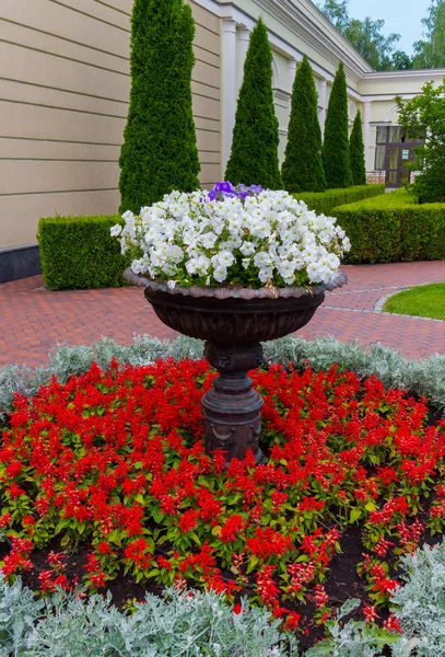 Lyxiga naturliga stilleben stor skål med vita blommor omgiven av växer på marken röda kronblad — Stockfoto