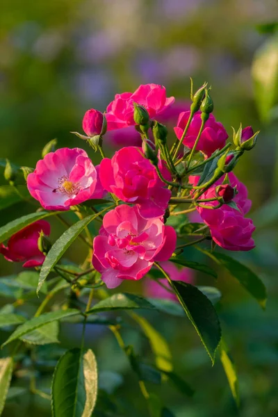 A sweet flower with pink petals growing a bowl with unblown green buds on one stem with fresh leaves.