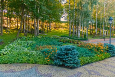 Çiçeklik mavi kürk-ağaçta bir huş ağacı koru bir arka plan ile