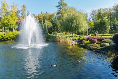 Göl su kuşları ördek ve yeşil park bölgesi arka planda büyük bir güzel çeşme ile. Mezhigorye, Ukrayna