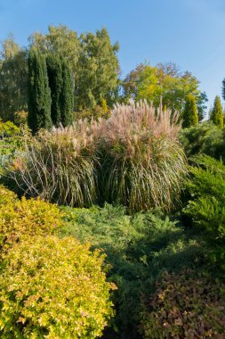 Ağaçların altında parlak mavi açık gökyüzü ile rengarenk yeşil çimen çiçek