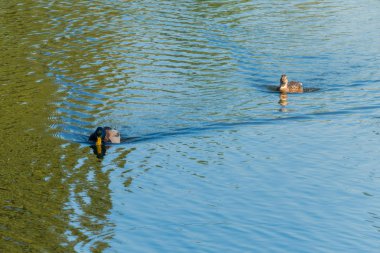 İki havzanın su yüzeyinde yüzen ördek. Bir başka bir ile ve bütün gücüyle kafasını kaldırma ile yakalamak istiyor koşa sanki gibi onun peşinden.