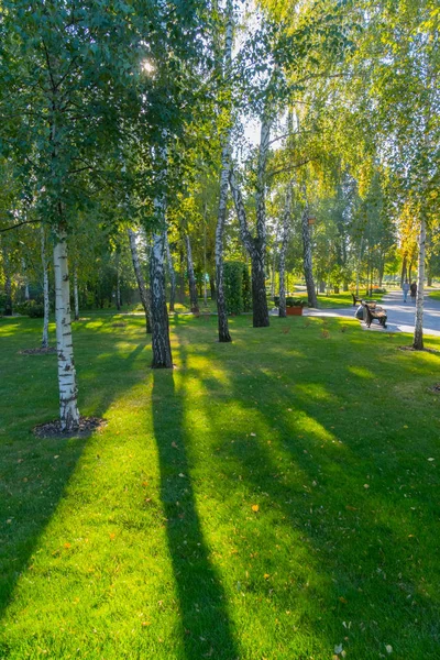 Um grande número de vidoeiros no gramado verde suavemente brilhou da zona do parque — Fotografia de Stock