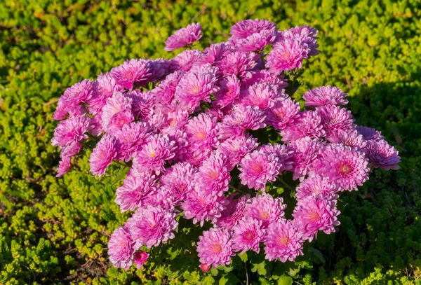 Arbusto denso de flores rosa de crisântemos de luz emaranhada com sol brilhante . — Fotografia de Stock